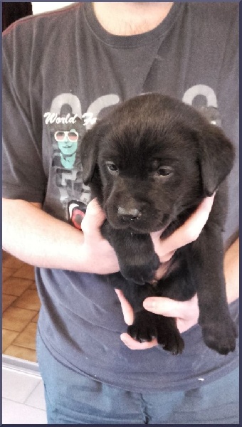 chiot Labrador Retriever du Premorgan